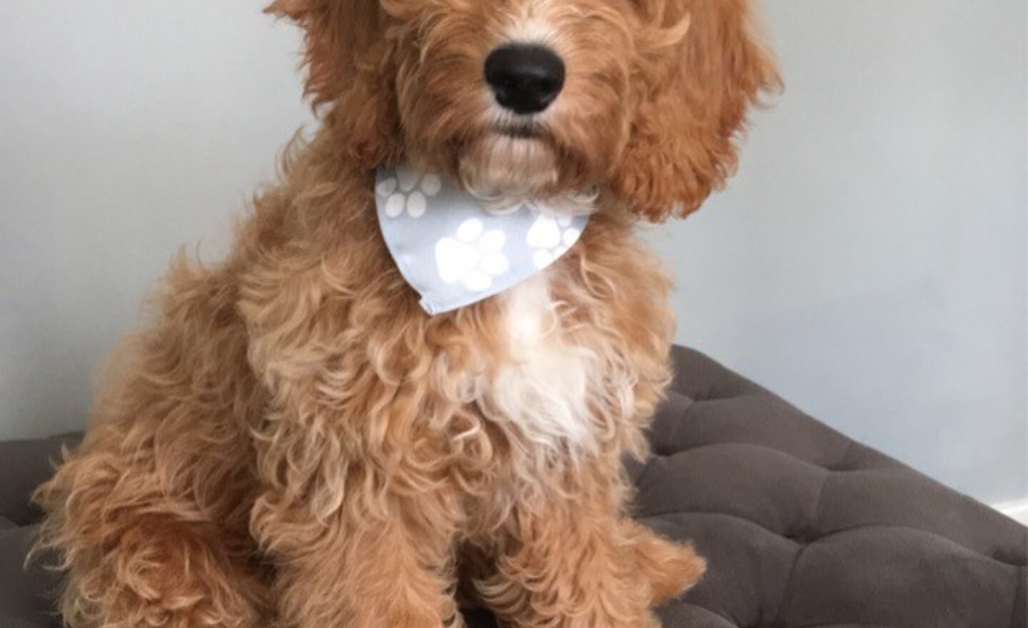 Image of Hi, I'm Toby. I'm the Roseberry family dog!