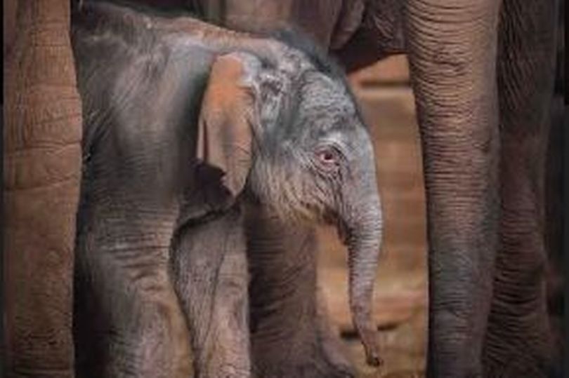 Image of Chester Zoo hosting all day live virtual tour - featuring all your favourite animals
