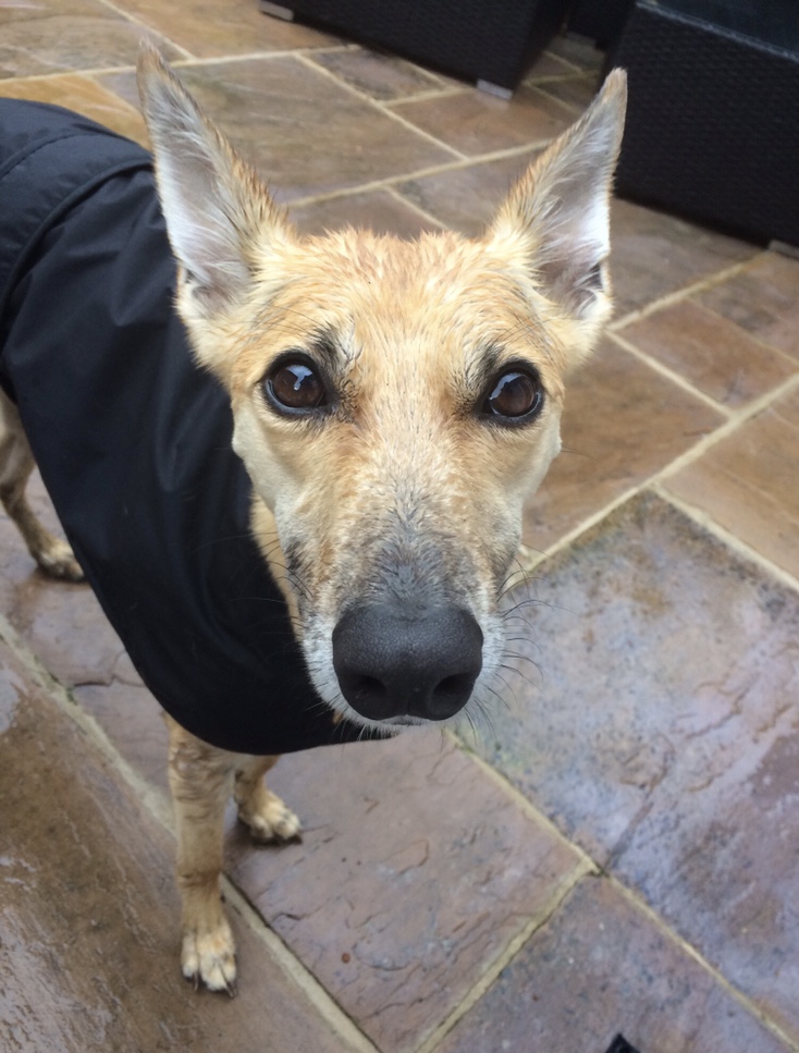 Image of Colin’s Carefree Corner