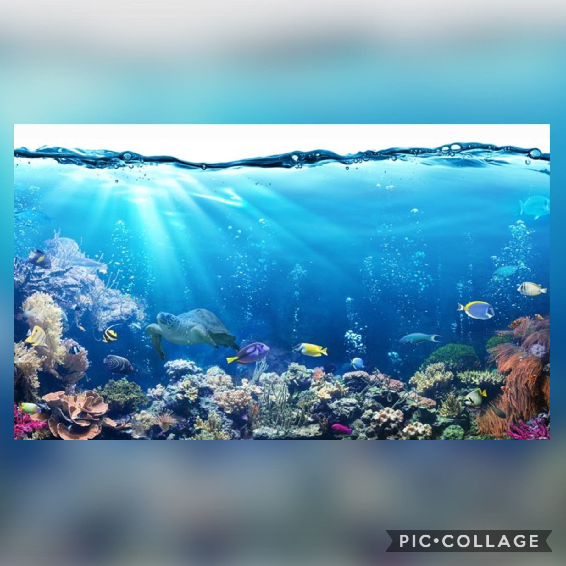 Image of Saving our oceans!