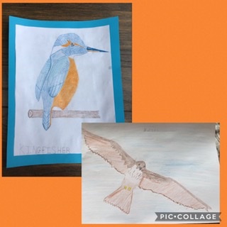 Image of Predator: birds of prey art 