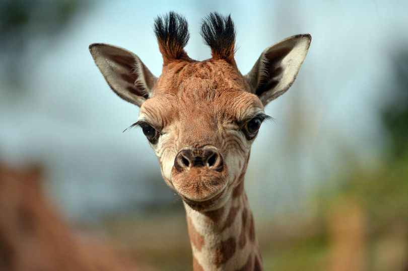 Image of Chester Zoo - all day live tour featuring your favourite animals