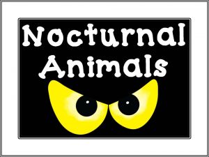 Image of Junk Modelling Nocturnal Animals & Diorama's