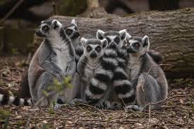 Image of Chester Zoo - all day live tour featuring your favourite animals.