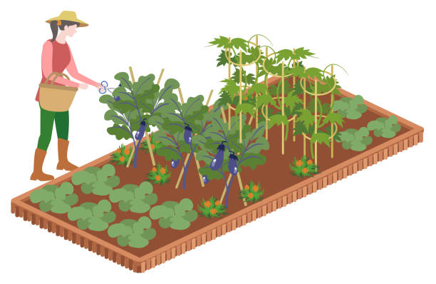 Image of Sow, Grow and Farm