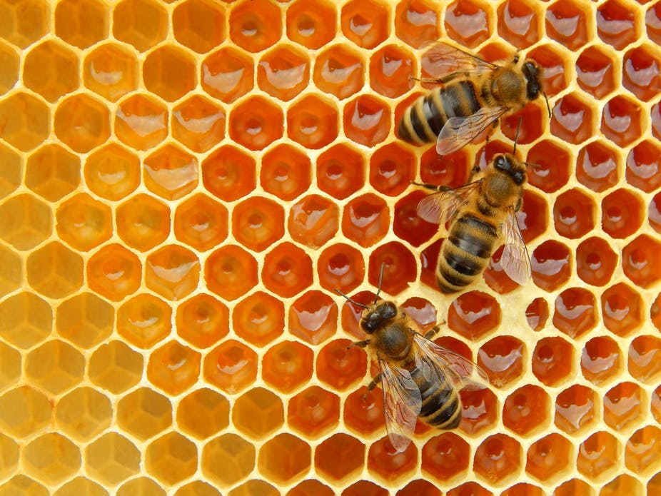 Image of Bees are amazing!