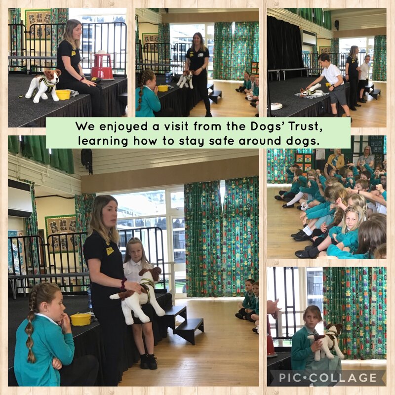 Being Safe Around Dogs Roseberry Academy