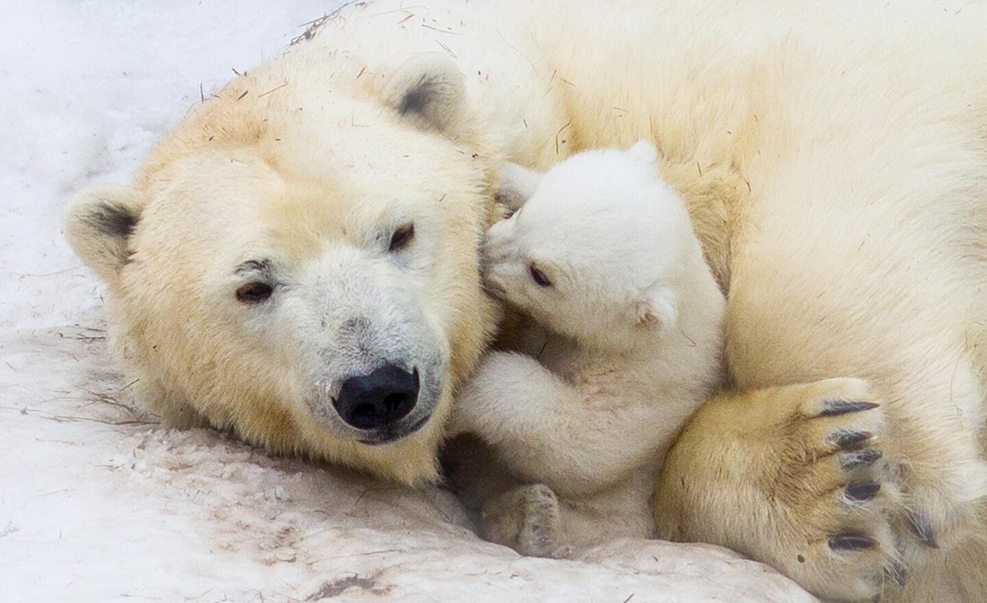 Image of Arctic Animals!