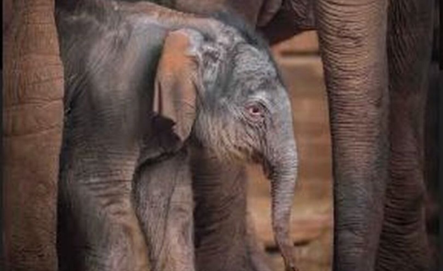 Image of Chester Zoo hosting all day live virtual tour - featuring all your favourite animals