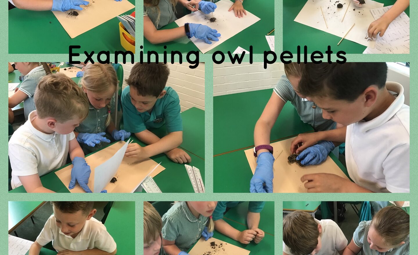 Image of Investigating Owl Pellets