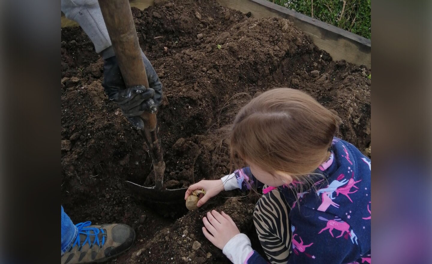 Image of Planting potatoes...