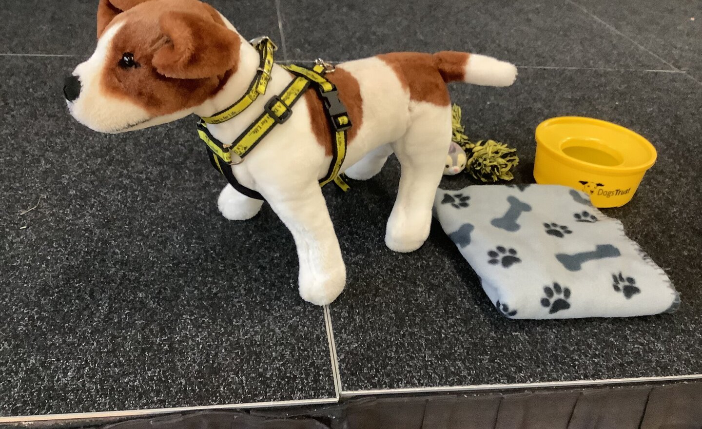 Image of A visit from Dogs Trust