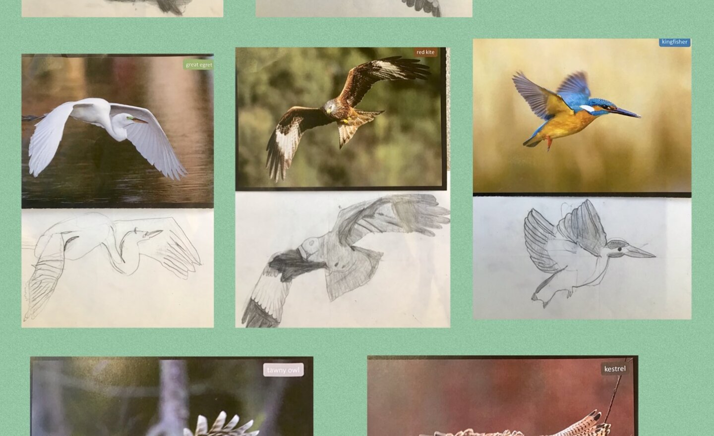 Image of Bird Sketches