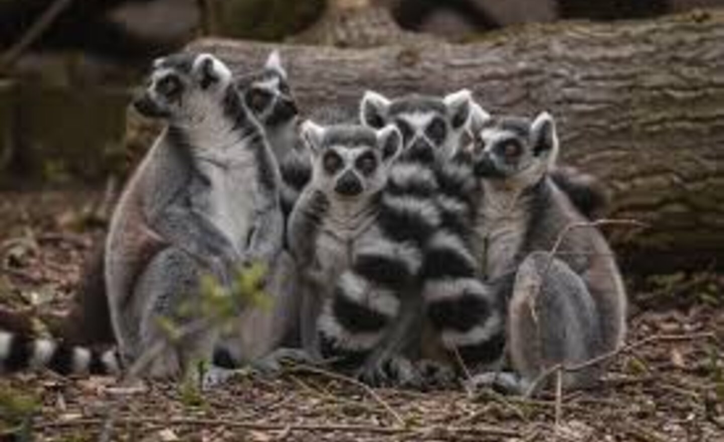 Image of Chester Zoo - all day live tour featuring some of your favourite animals!