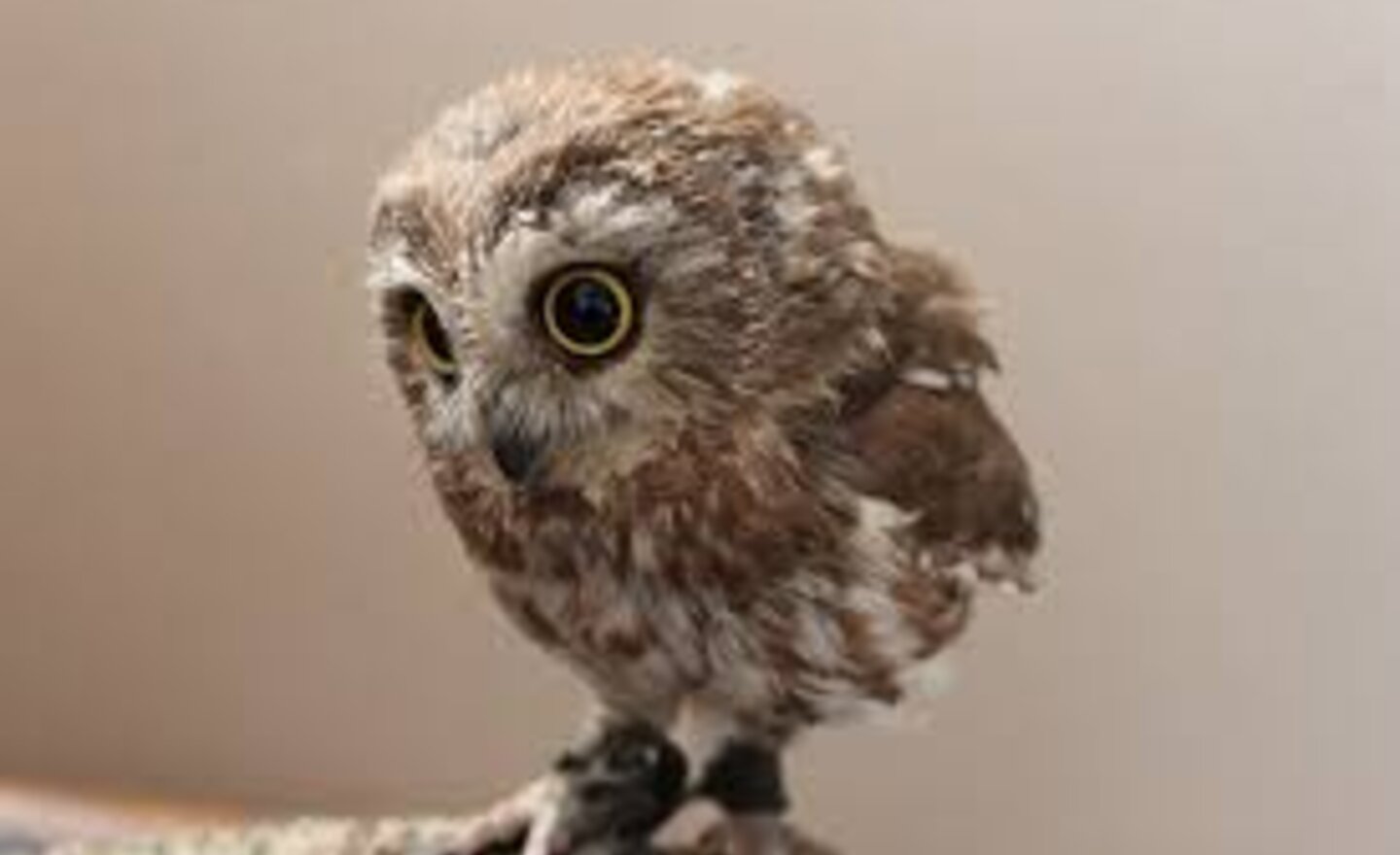 Image of Kasey feeding a baby owl