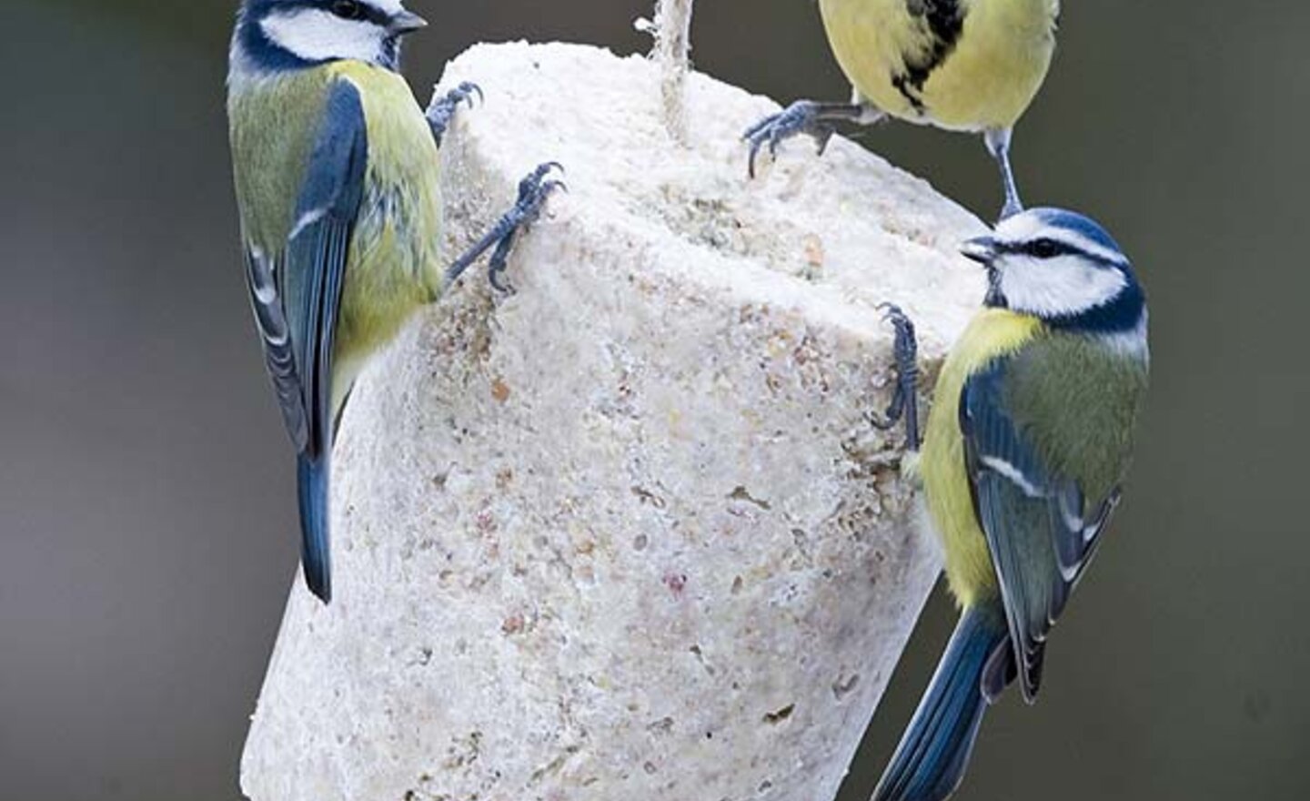 Image of Bird Cakes