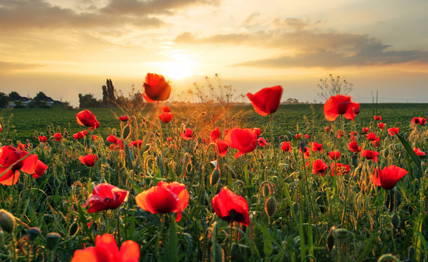 Image of We will remember them!