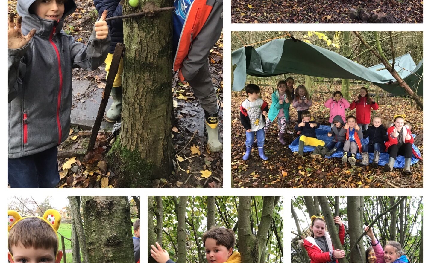 Image of Trees, Tarps and Teamwork!