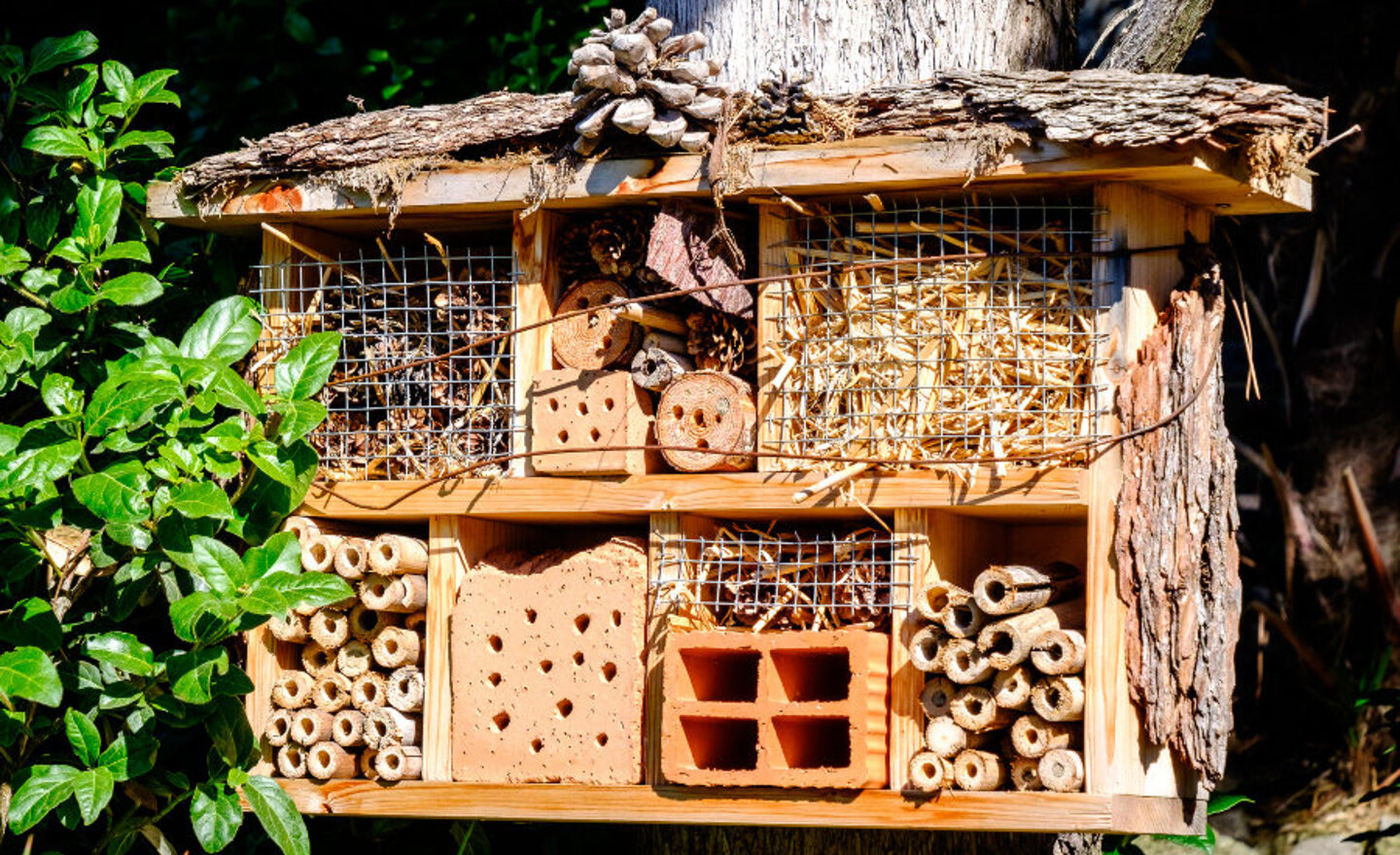 Image of Bug Hotels!