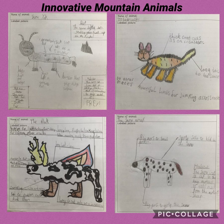 What can survive on a mountain? | Roseberry Academy