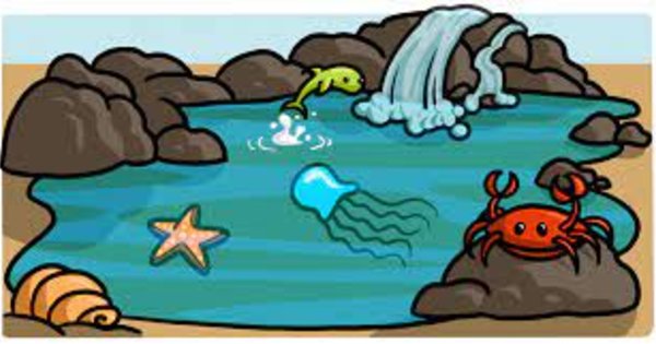 Who lives in a rock pool? | Roseberry Academy