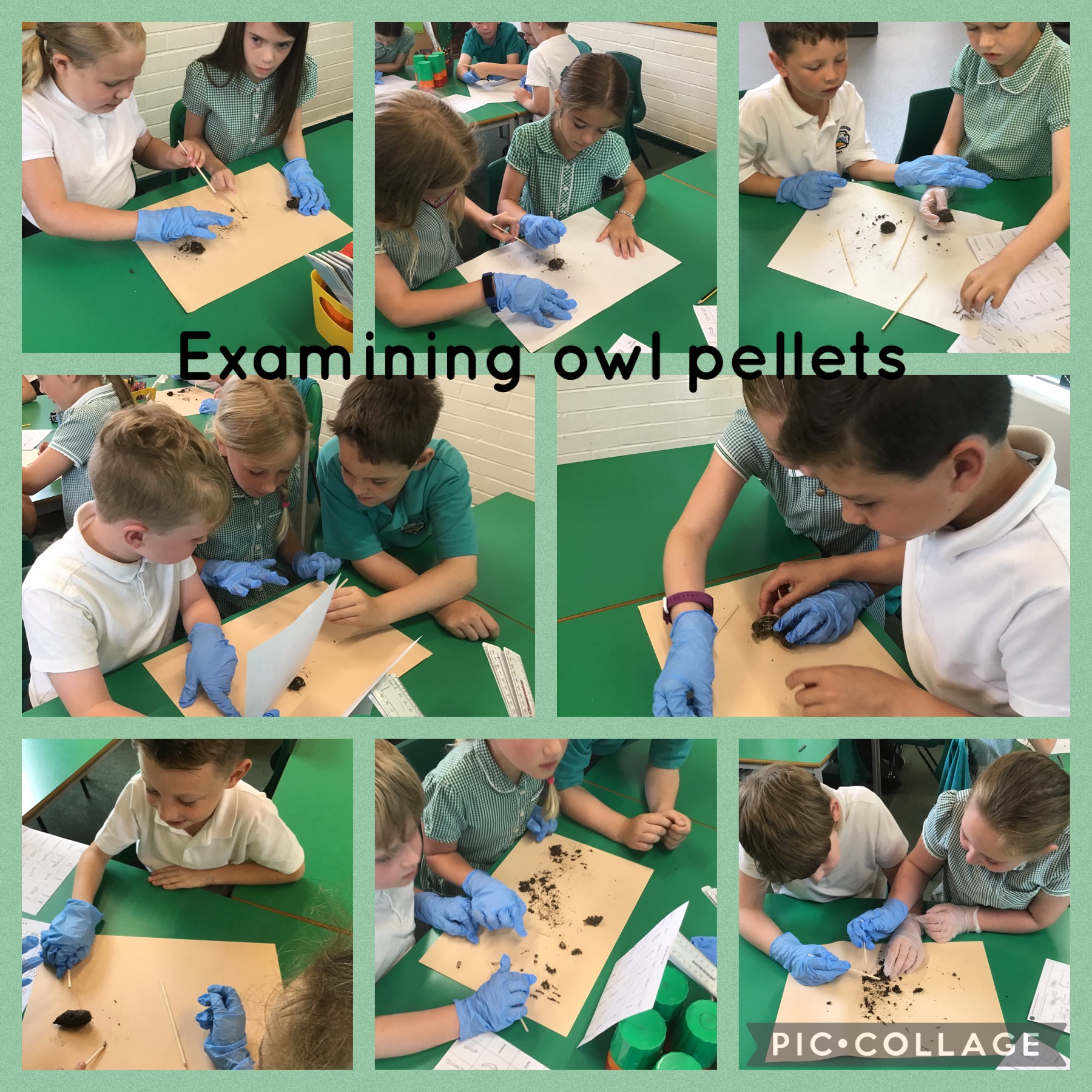 Image of Investigating Owl Pellets