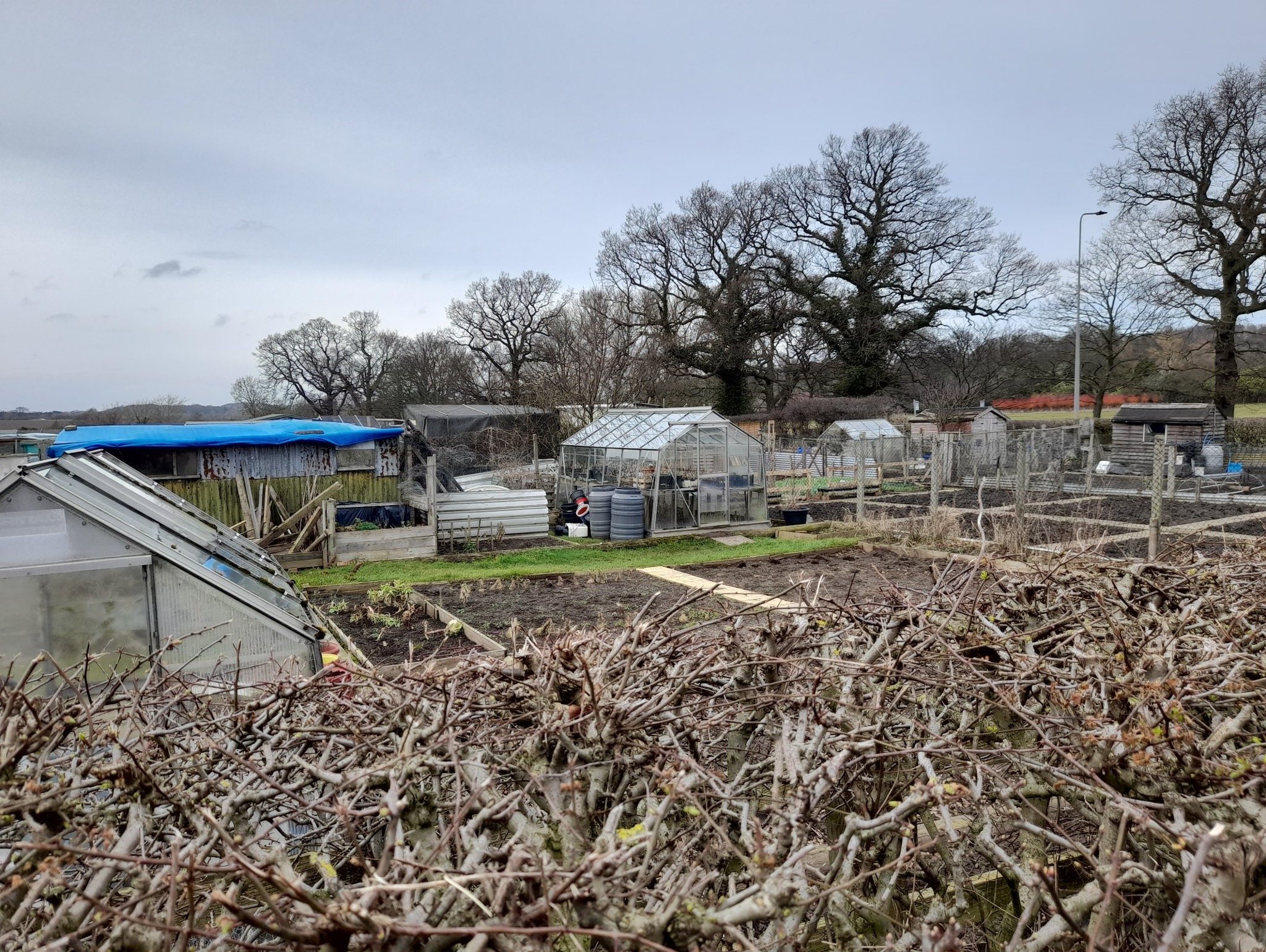 Image of Allotment!