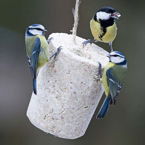 Image of Bird Cakes