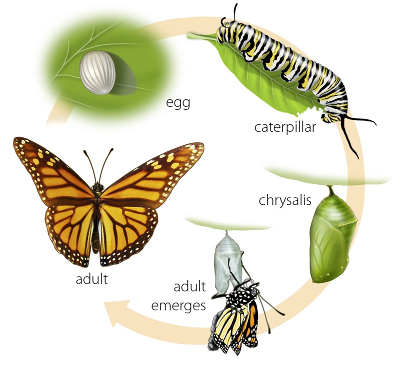 Image of Lovely Life-cycles!
