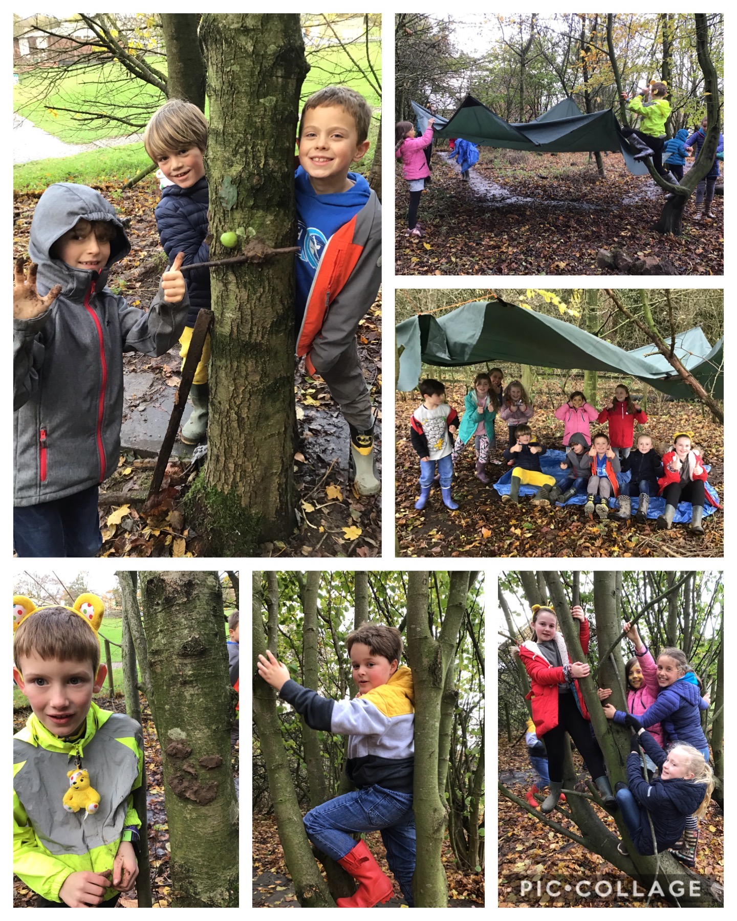 Image of Trees, Tarps and Teamwork!