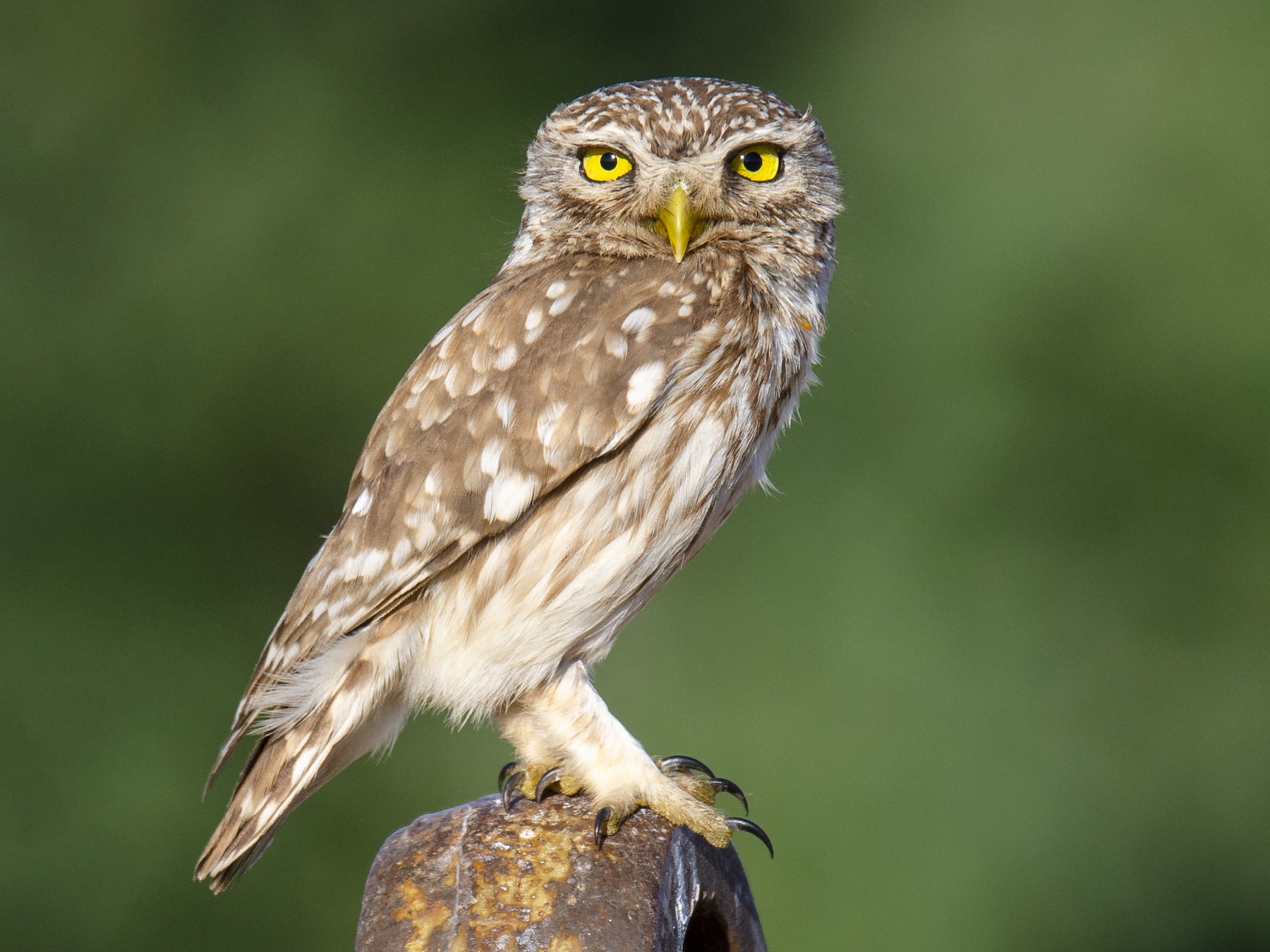 Image of Owl pellets and much more!