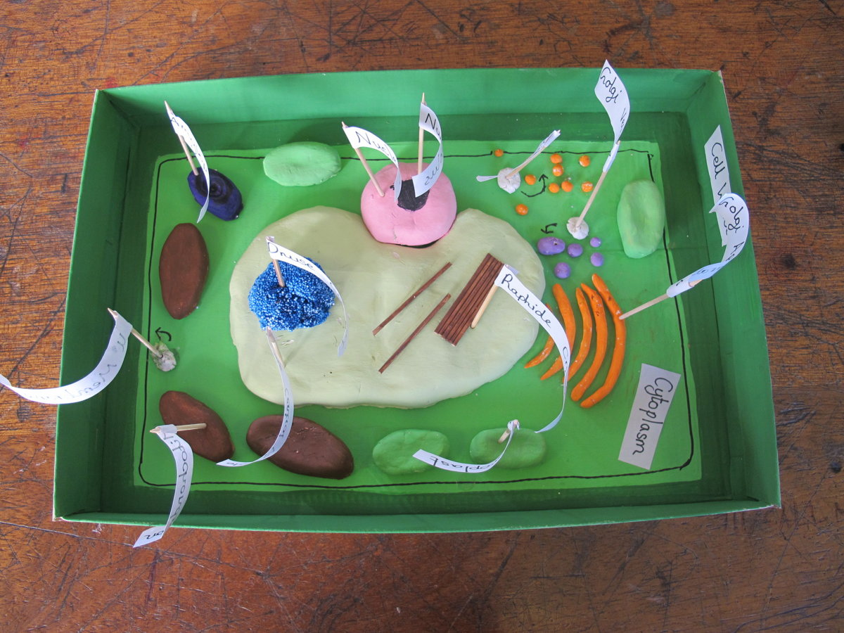 Year 7 Scientists Create 3d Models Of Cells Rye College Aquinas Trust