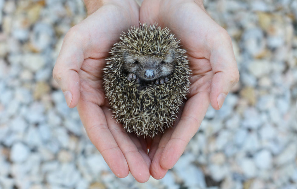 FS KS1 Hedgehog Rescue Visit Sacred Heart School