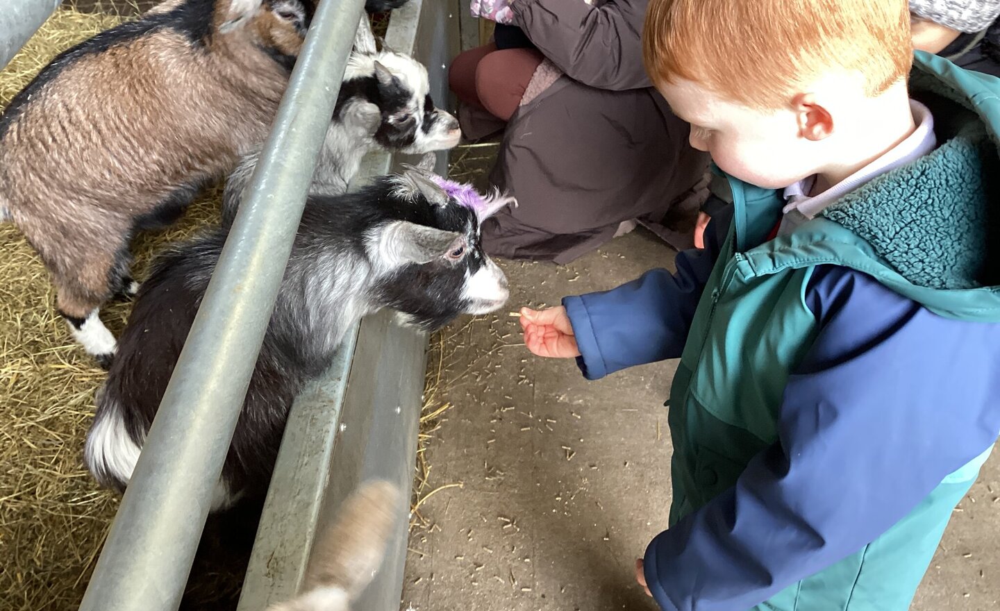 Image of Windmill Animal Farm