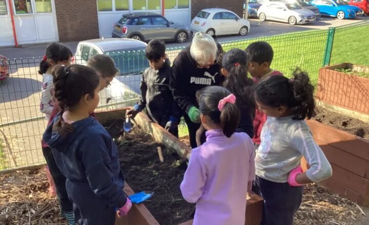 Image of Pine in the forest