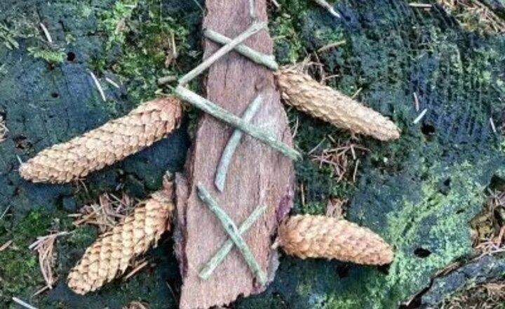 Image of From Whales to Woodland!