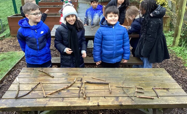 Image of Beech on a hunt in the forest
