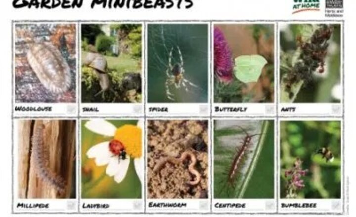Image of Minibeast Madness