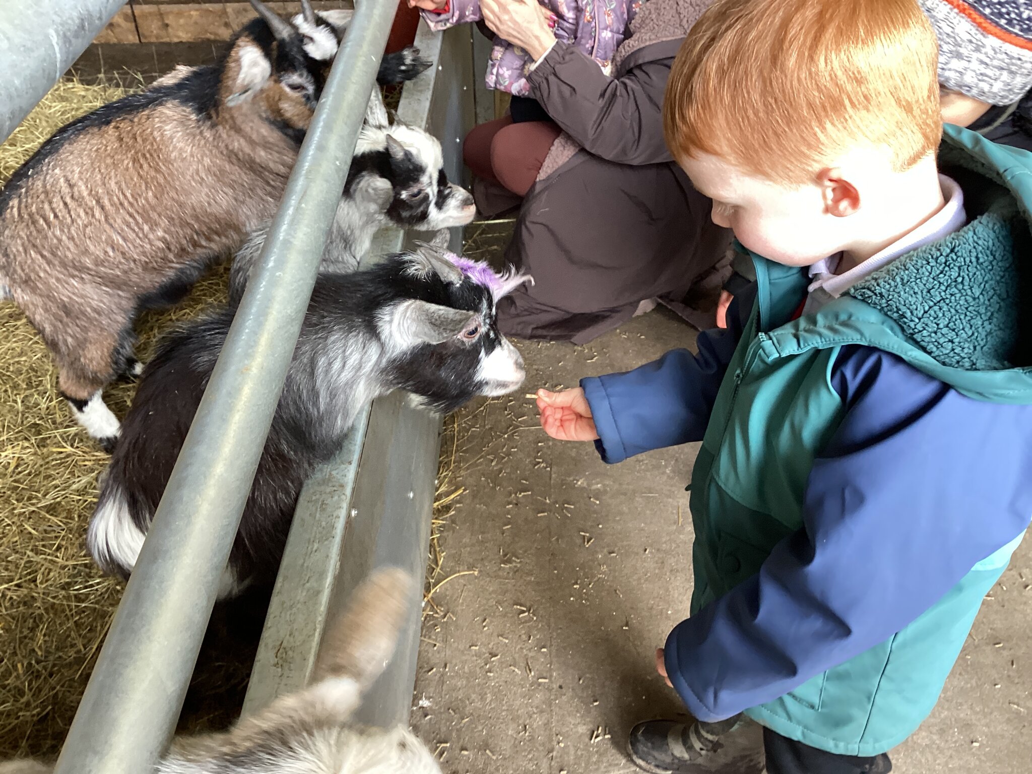 Image of Windmill Animal Farm