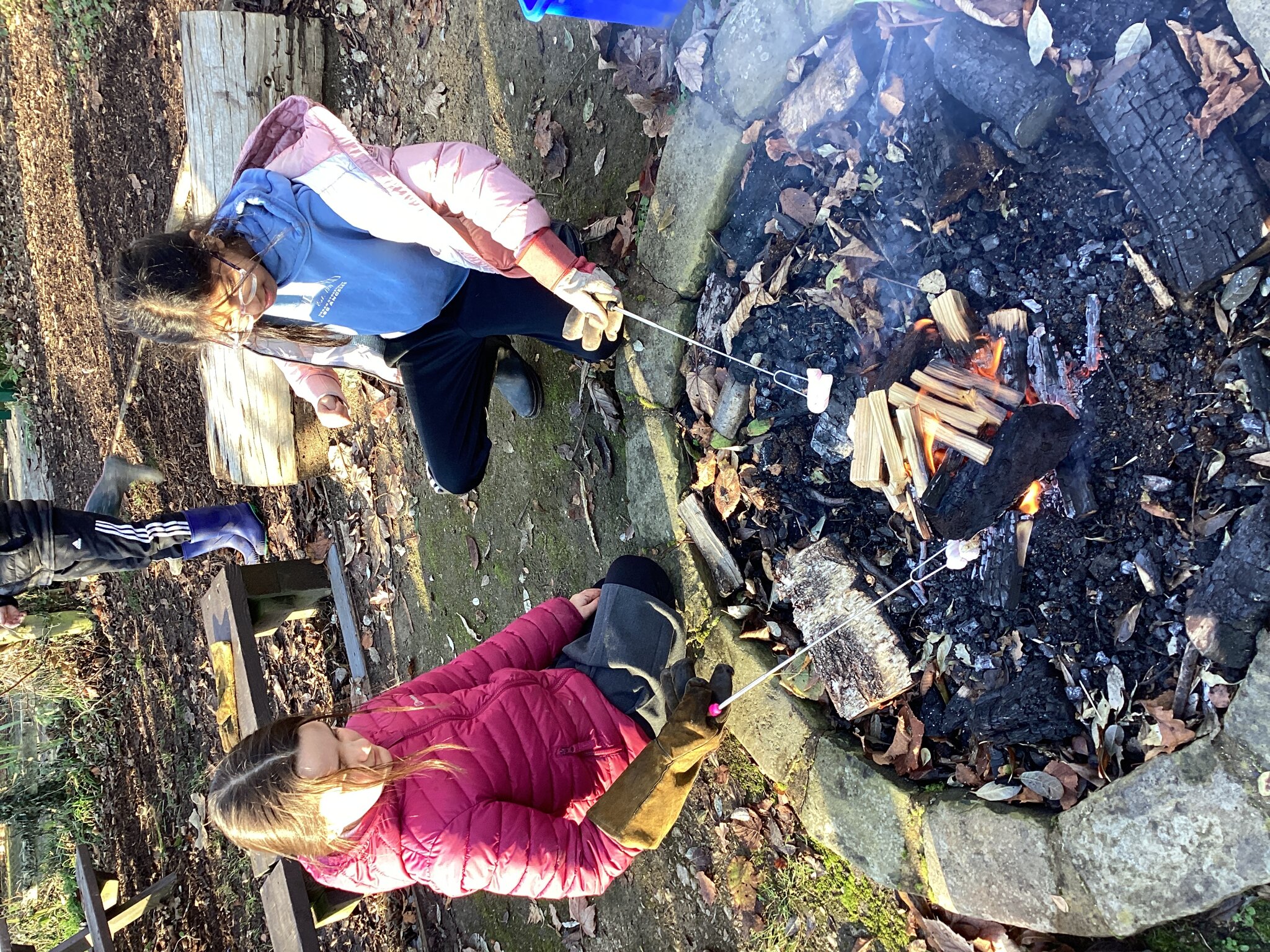 Image of Fire in the forest