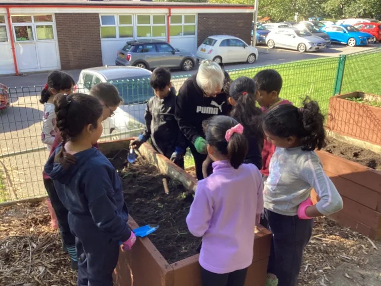 Image of Pine in the forest