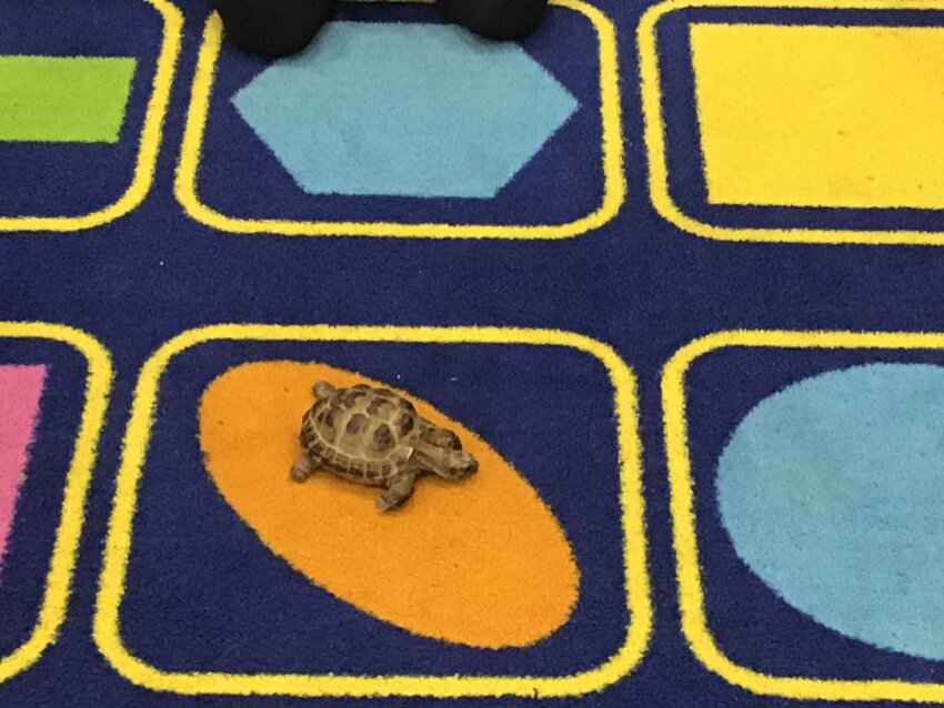 Image of Pet Tortoise Comes for a Visit ! 