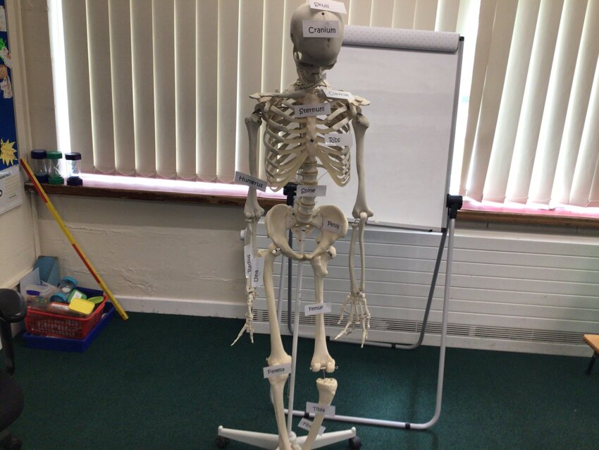 Image of Cedric the skeleton has joined Y4