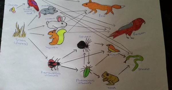 Fantastic Food Web Work! | Seaton Valley Federation