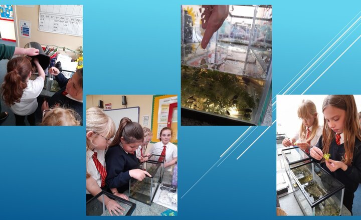 Image of SSMS Year 5 - Exploring metamorphosis 