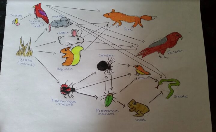 Image of Fantastic Food Web Work!