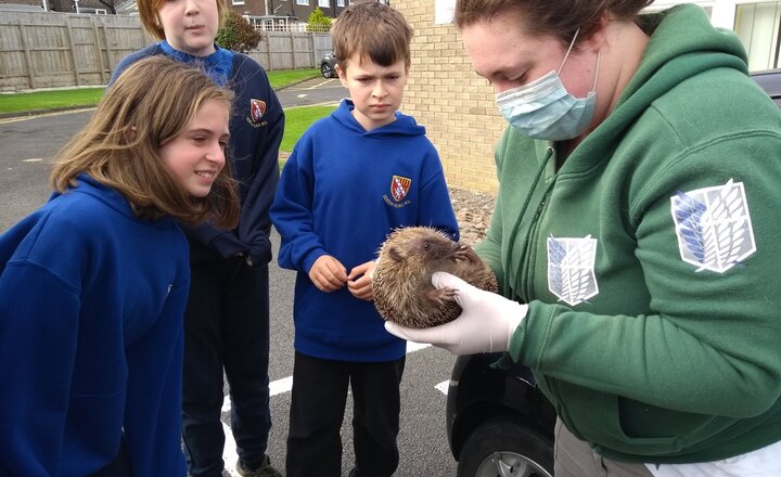 Image of SSMS Eco Warriors Save a Hedgehog!