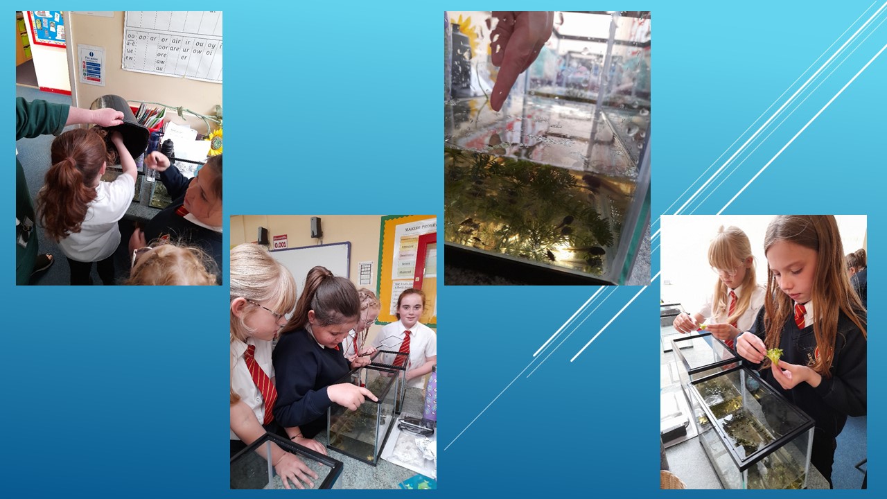 Image of SSMS Year 5 - Exploring metamorphosis 