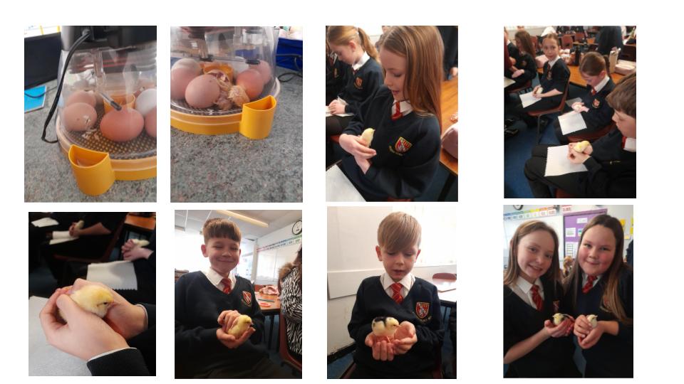 Image of Chick Hatching