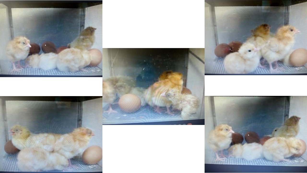 Image of Science - Watching Chicks Hatch!